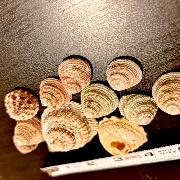 12 gastropod seashells - Picture 3 of 3